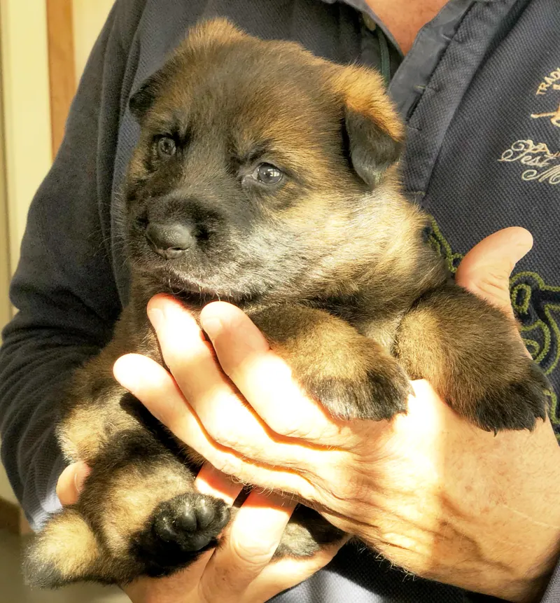 Cachorro de pastor alemán sostenido en brazos