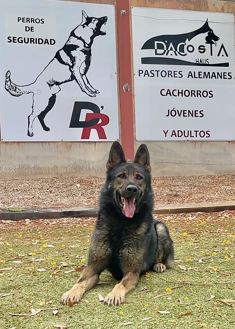 Pastor alemán tumbado en un campo de entrenamiento