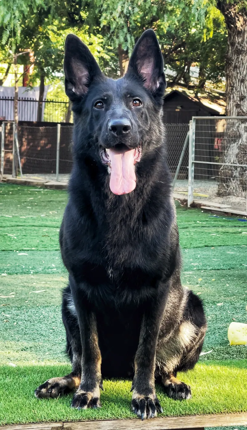 Pastor alemán negro sentado en el centro canino