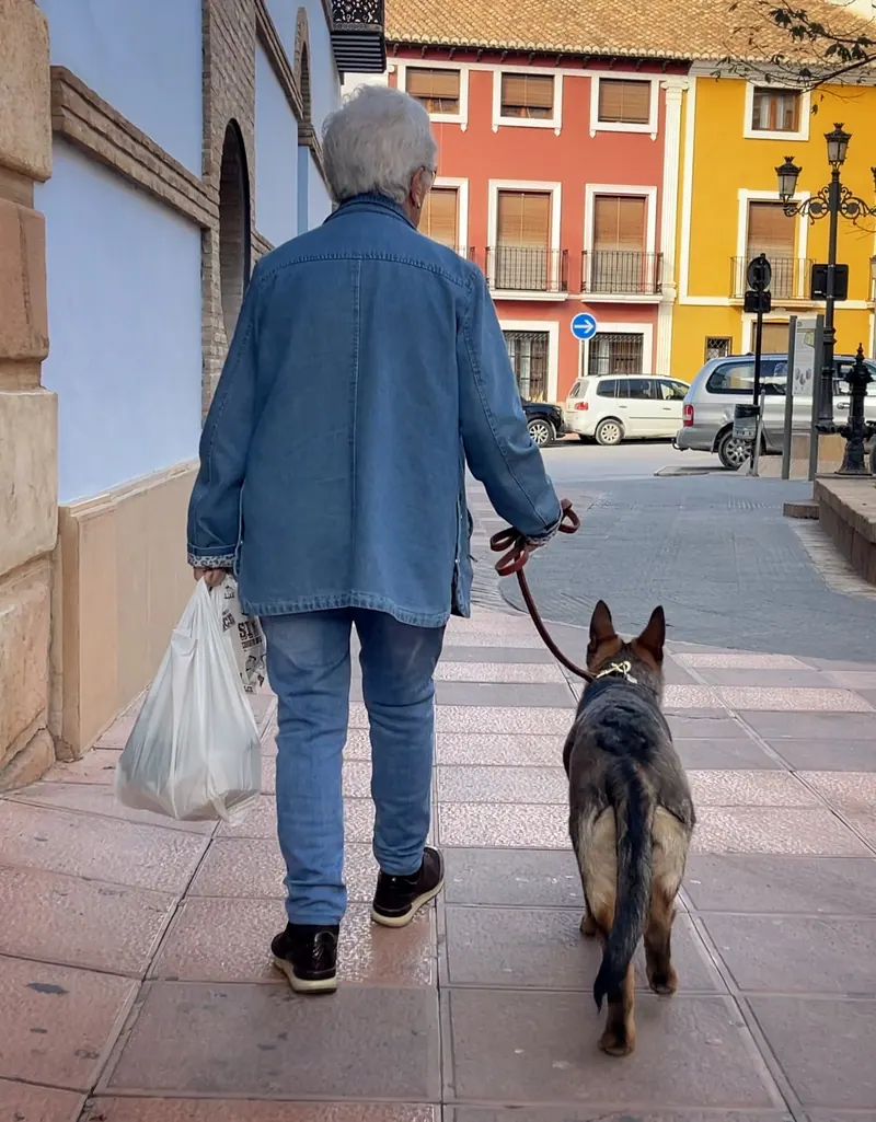 Pastor alemán paseando por una calle junto a su guía