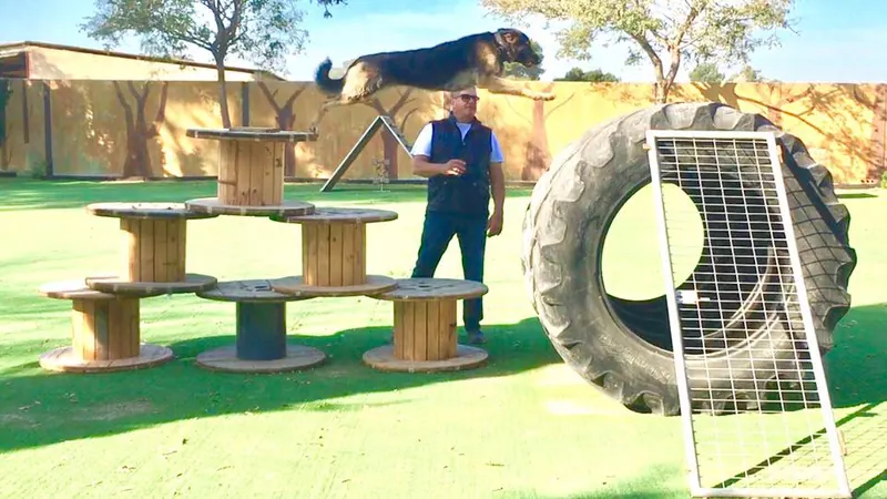 Pastor alemán saltando durante un ejercicio de trabajo