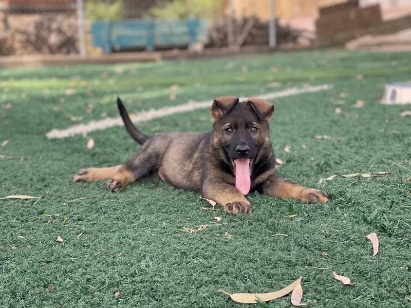 Cachorro de pastor alemán tumbado en el campo de entrenamiento