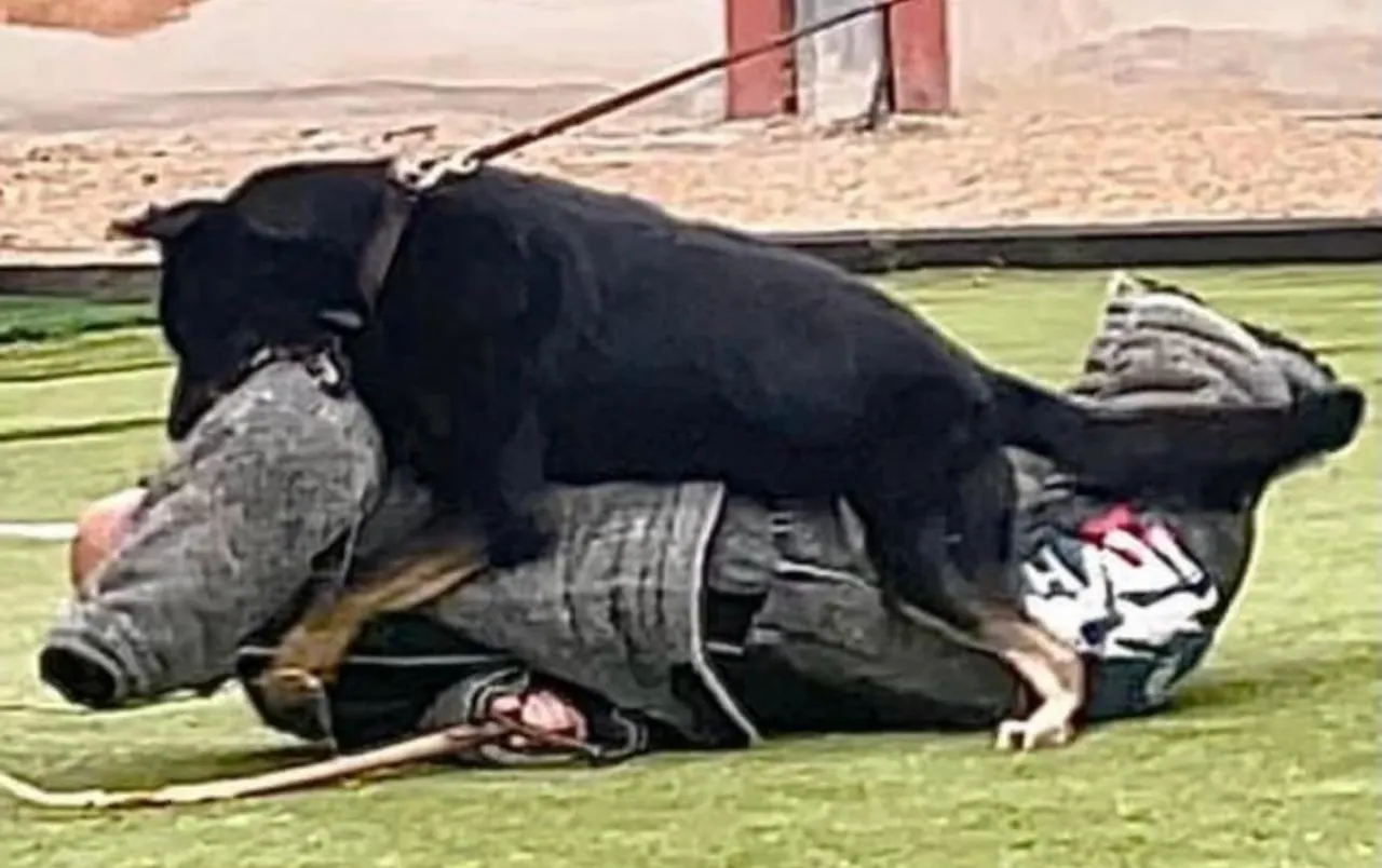 Pastor alemán en un ejercicio controlado de protección
